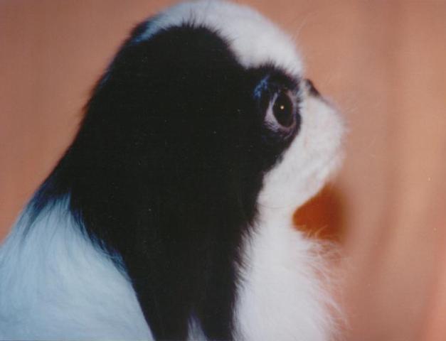 Японский хин