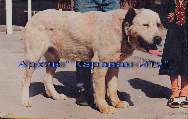 Алабаи. Архив А. Разуваева