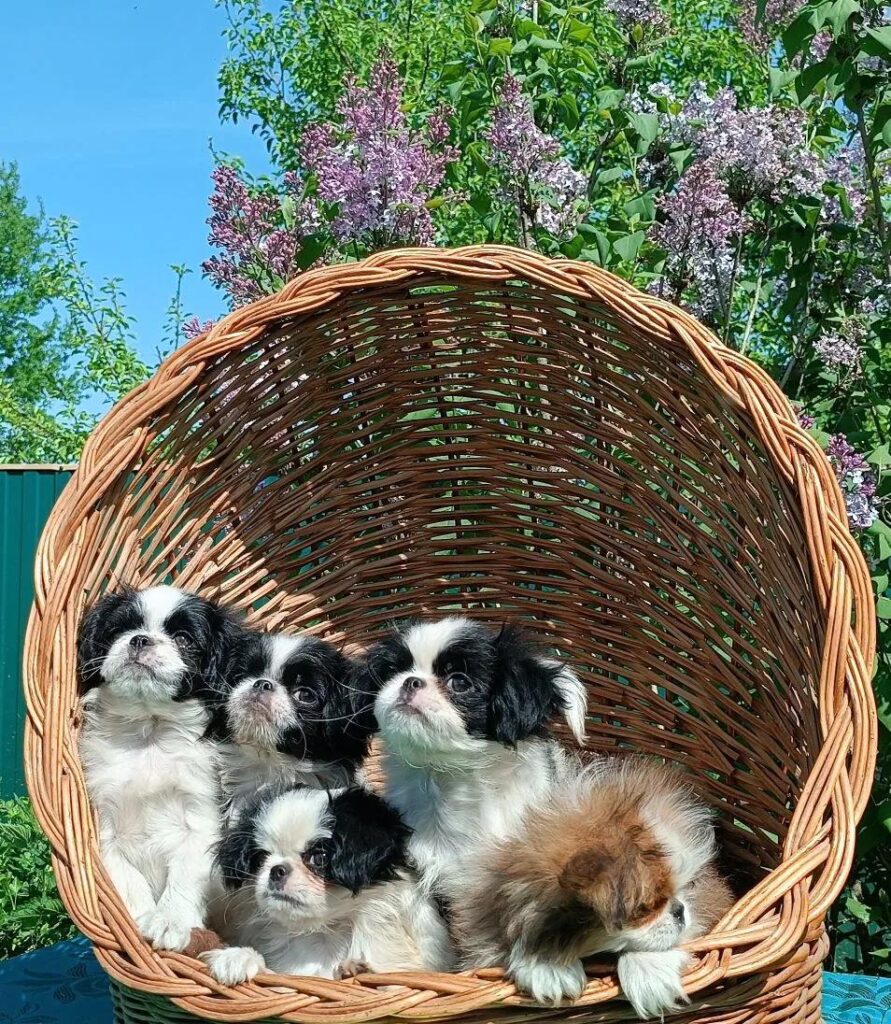 Помет японского хина