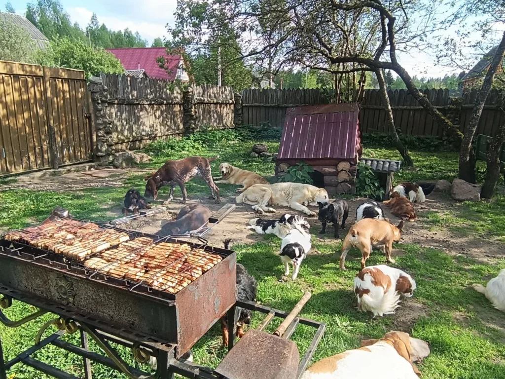 Фото собаки Боба